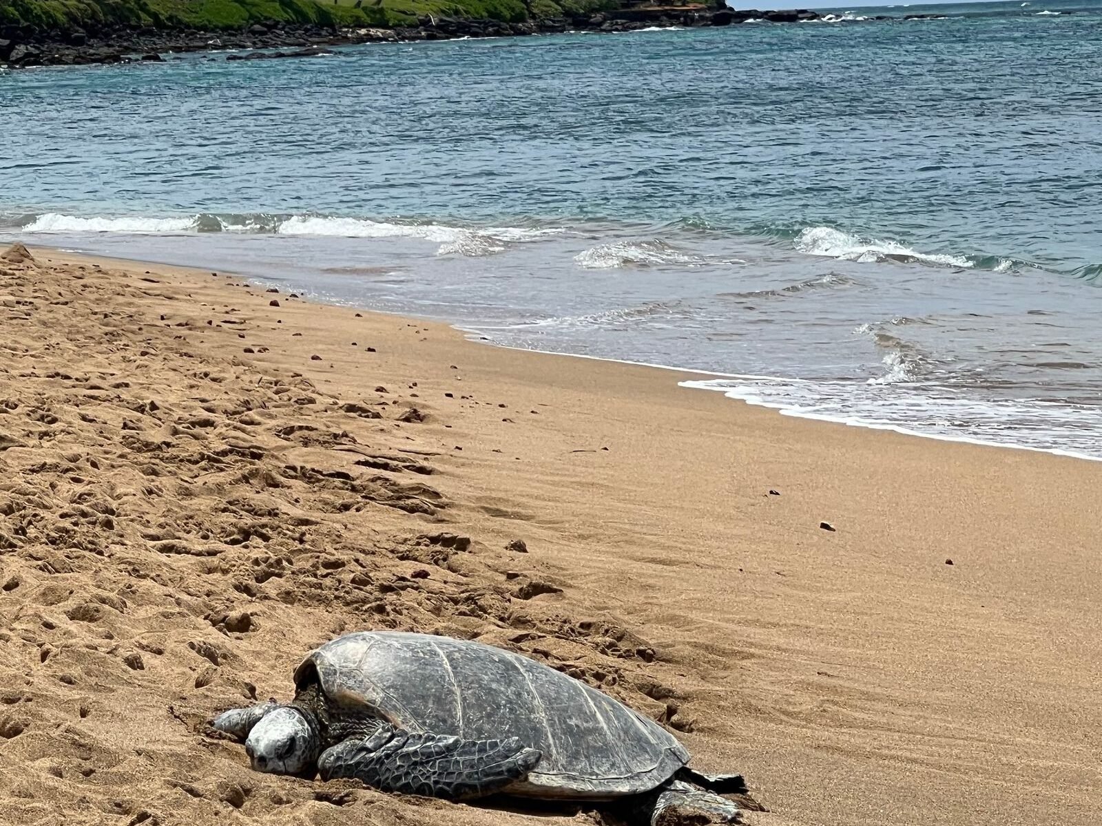 Iztuzu Turtle Beach Dalyan — sea turtle on beach shore, illustrative