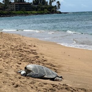 Iztuzu Turtle Beach Dalyan — sea turtle on beach shore, illustrative